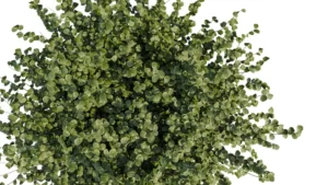 CORYLUS-AVELLANA-3D-plante-vegetaux-Noisetier-Commun-ensemble-studio-l4m-lumion-fbx