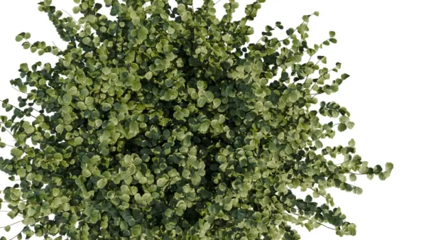 CORYLUS-AVELLANA-3D-plante-vegetaux-Noisetier-Commun-ensemble-studio-l4m-lumion-fbx