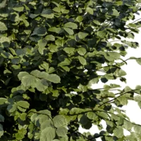 CORYLUS-AVELLANA-3D-plante-vegetaux-Noisetier-Commun-feuillage-studio-l4m-lumion-fbx