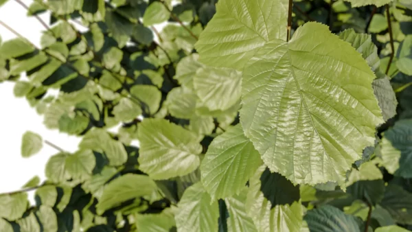 CORYLUS-AVELLANA-3D-plante-vegetaux-Noisetier-Commun-feuilles-studio-l4m-lumion-fbx