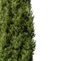 CUPRESSUS-3D-plante-vegetaux-Cypres-feuilles-studio-l4m-lumion-fbx