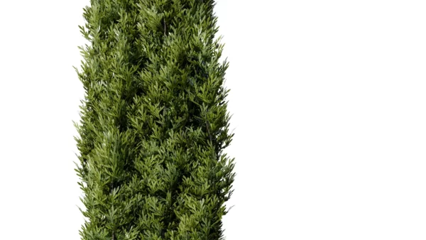 CUPRESSUS-3D-plante-vegetaux-Cypres-feuilles-studio-l4m-lumion-fbx