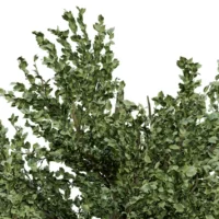 FAGUS-SYLVATICA-3D-plante-vegetaux-Hetre-branches-studio-l4m-lumion-fbx