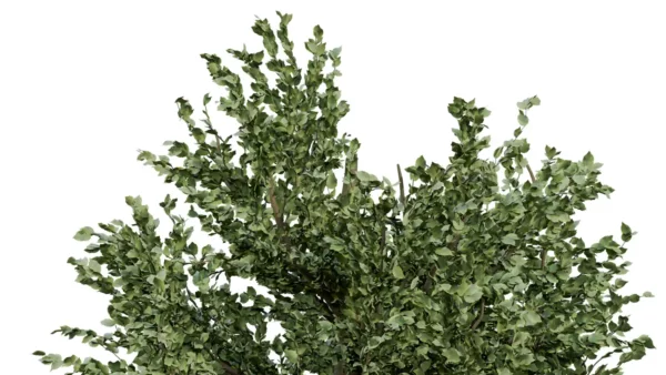 FAGUS-SYLVATICA-3D-plante-vegetaux-Hetre-branches-studio-l4m-lumion-fbx