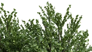 FAGUS-SYLVATICA-3D-plante-vegetaux-Hetre-feuilles-studio-l4m-lumion-fbx