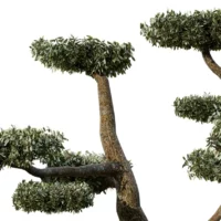 OLEA-EUROPAEA-Nuage-3D-plante-vegetaux-Oliver-branches-studio-l4m-lumion-fbx