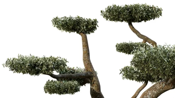 OLEA-EUROPAEA-Nuage-3D-plante-vegetaux-Oliver-branches-studio-l4m-lumion-fbx