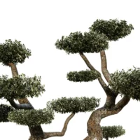 OLEA-EUROPAEA-Nuage-3D-plante-vegetaux-Oliver-ensemble-studio-l4m-lumion-fbx