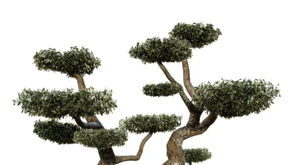 OLEA-EUROPAEA-Nuage-3D-plante-vegetaux-Oliver-ensemble-studio-l4m-lumion-fbx