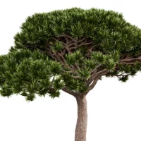 PINUS-PINEA-3D-plante-vegetaux-Pin-Parasol-branches-studio-l4m-lumion-fbx