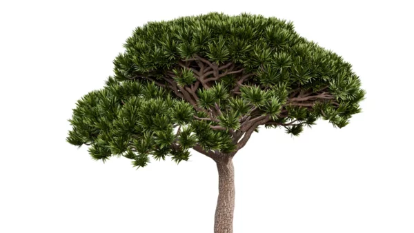 PINUS-PINEA-3D-plante-vegetaux-Pin-Parasol-branches-studio-l4m-lumion-fbx