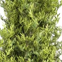 Cupressus-feuilles-offert-l4m-studio