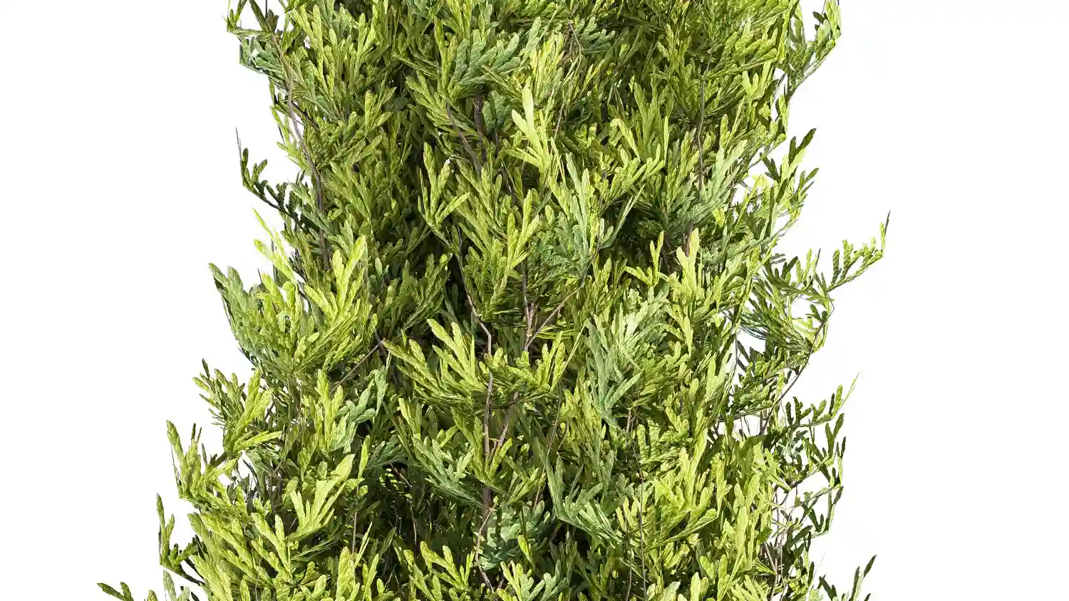 Cupressus-feuilles-offert-l4m-studio